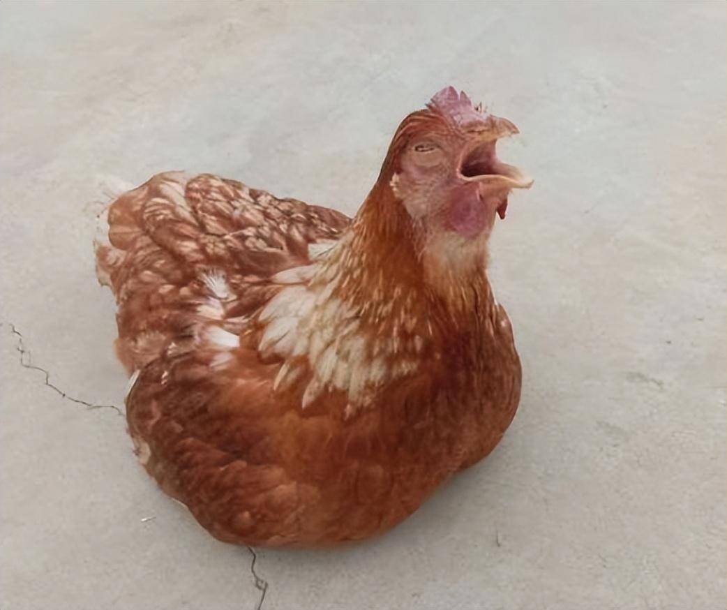 鸡伸脖子张嘴喘怎么办?_呼吸道_症状_饲料