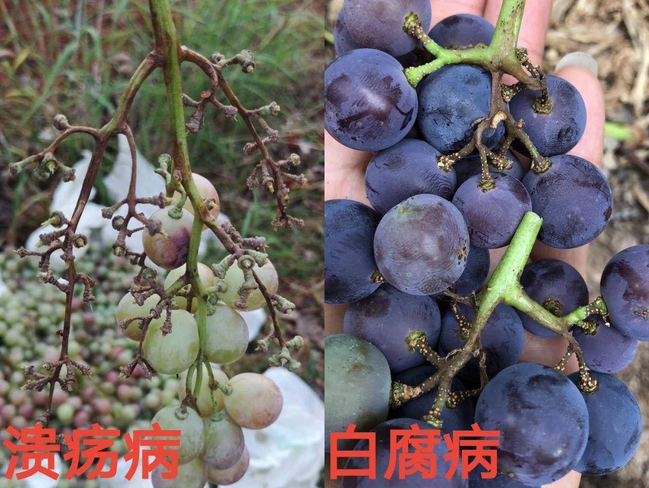 近年来葡萄溃疡病偏重发生,如何正确识别病害是重点!_笔者_区别_果实
