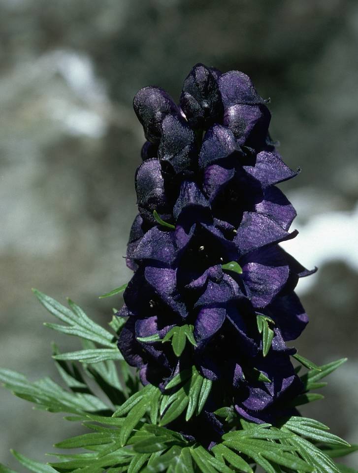 药以浅入,医以深出之乌头_毒性_有毒_药物