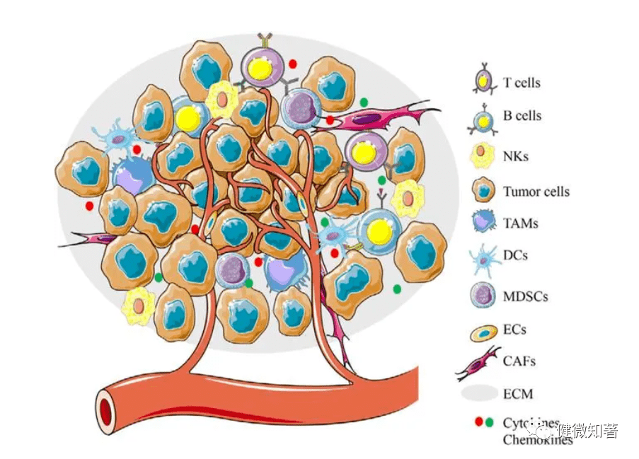结构肿瘤(tumor) 是机体在各种致癌因素作用下,局部组织的某一个细胞