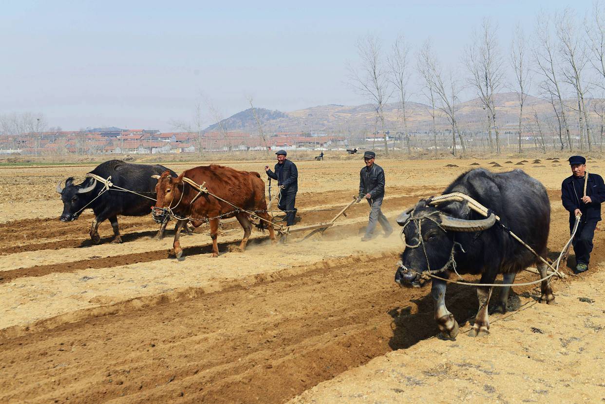 2024"无春"又闰年:一龙治水,十牛耕田,三人分丙!是灾年吗?