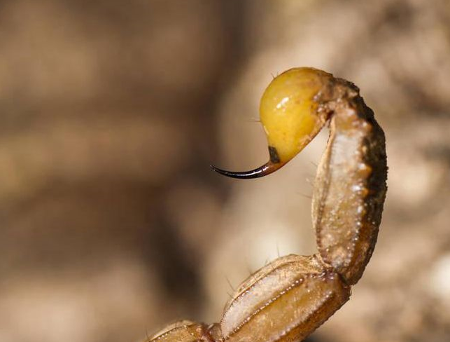 蝎子为什么是五毒之首,连同类都不放眼里,更何况毒蛇_动物_食物_身体