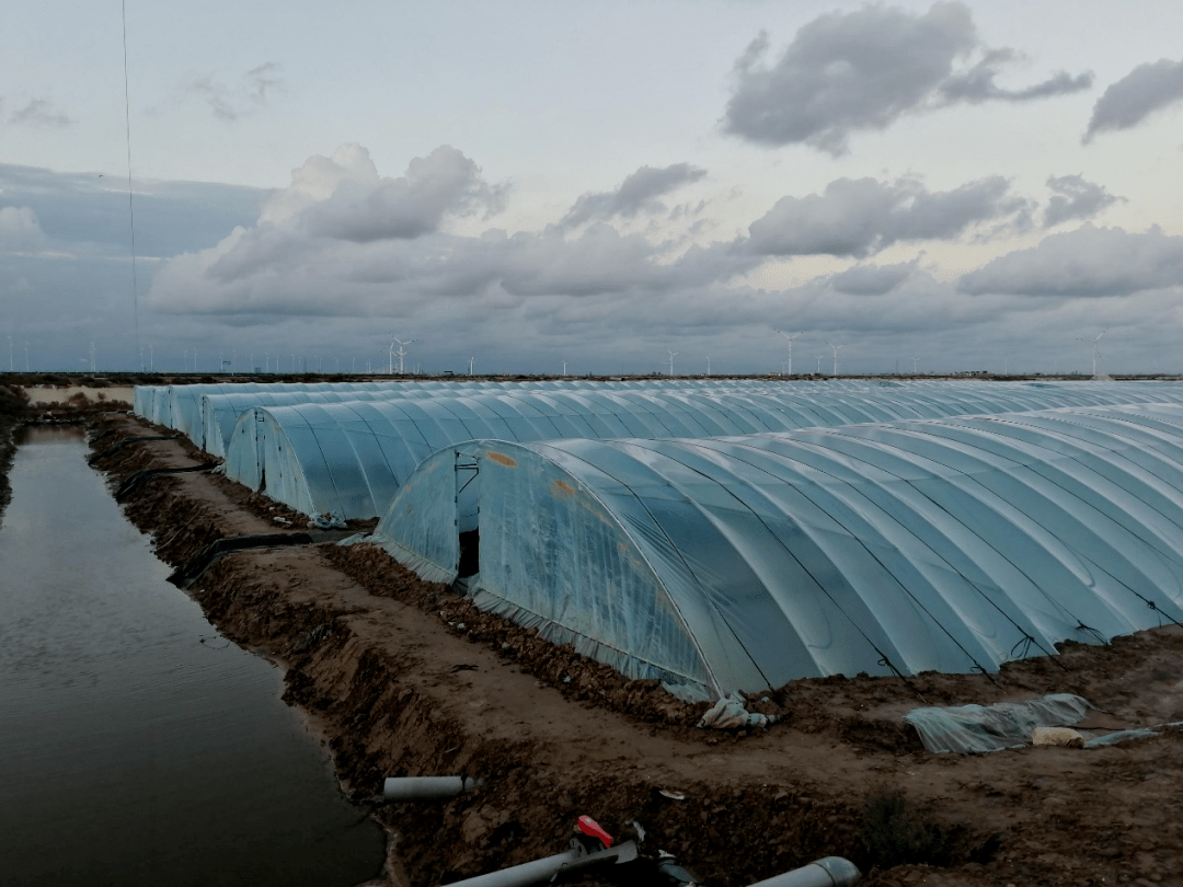 大棚养虾池建造图片图片