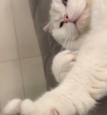 河南主人给猫咪剪指甲超配合，主动伸手，网友：把我家猫送来培训 