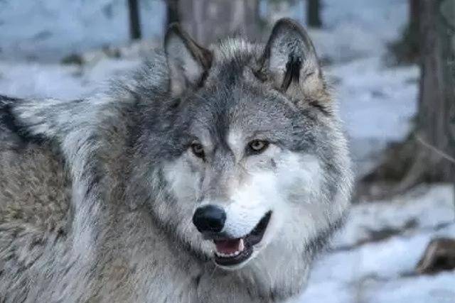 把狼当儿子带回家的成都女孩,10年后在草原与它再次相认_李微漪_格林