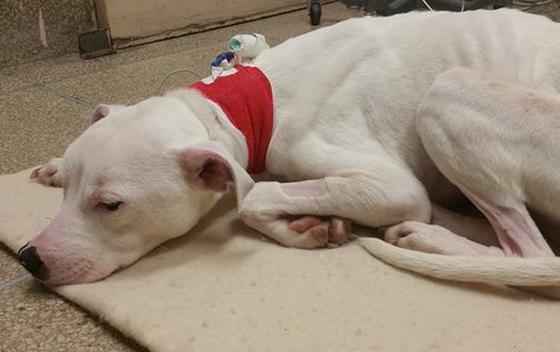 3招教你解决狗狗"营养不良"_可以在_肠道_蔬果