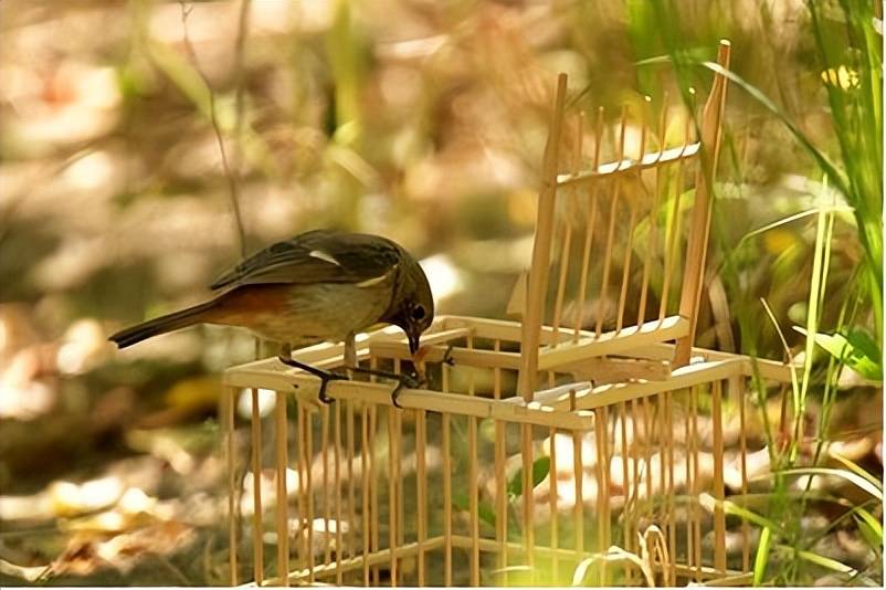 餘澤江——鳥趣_麻雀_小鳥_運動