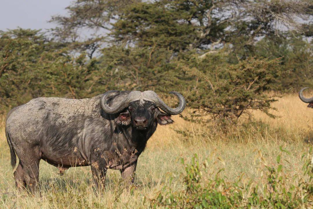从重庆到非洲,跨越万里和狮子做朋友_星巴_保护_工作