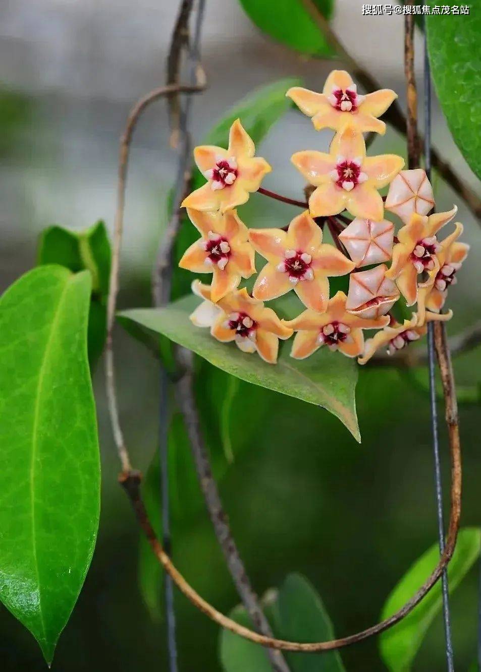 梧桐山下的仙湖植物园,遍植湖畔的落羽杉和池杉秋色绚丽亮眼,更有展翅