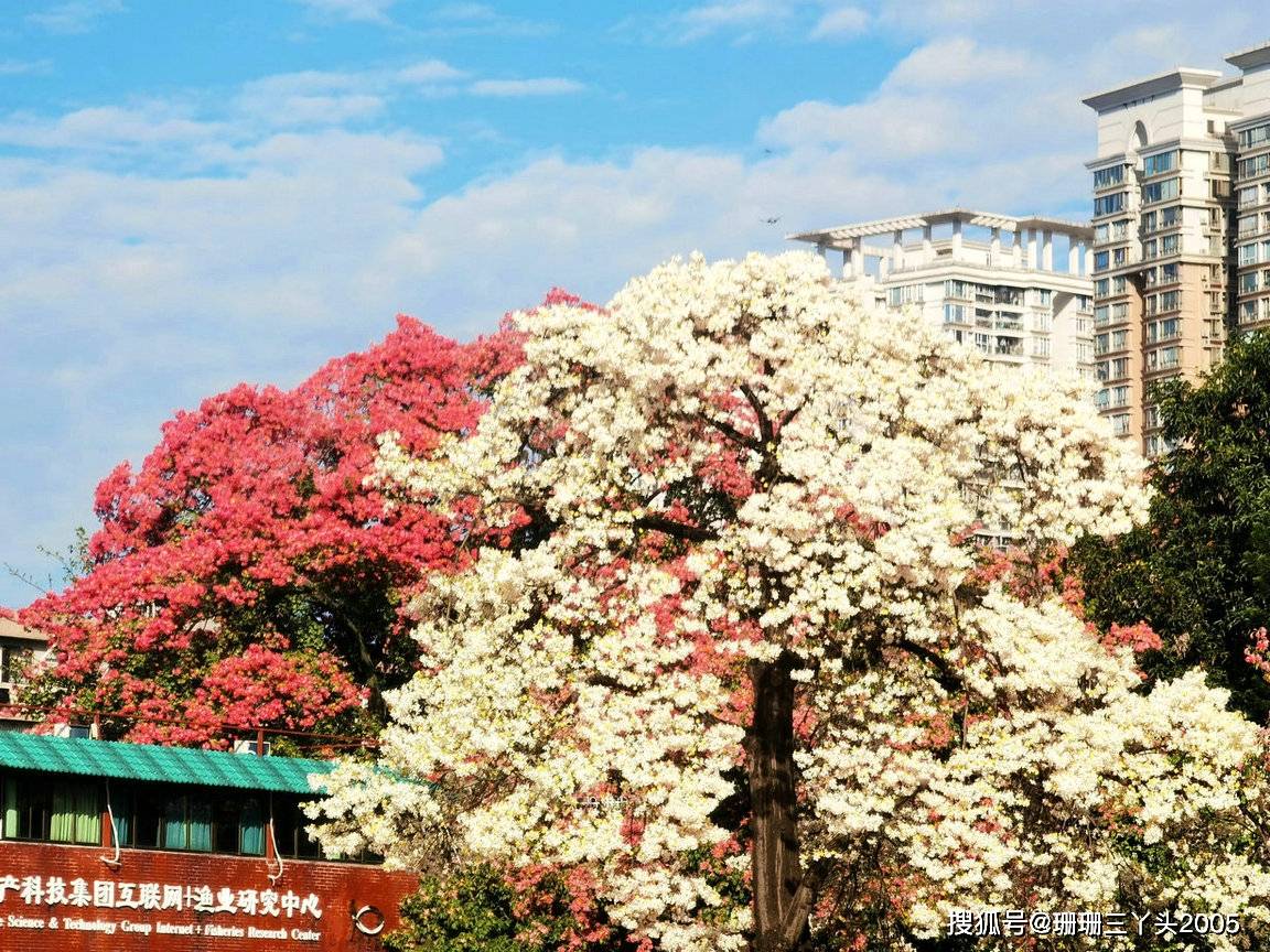 广州稀有的"白花异木棉"惊艳绽放,如霜雪满树,地铁直达0门票_丫头