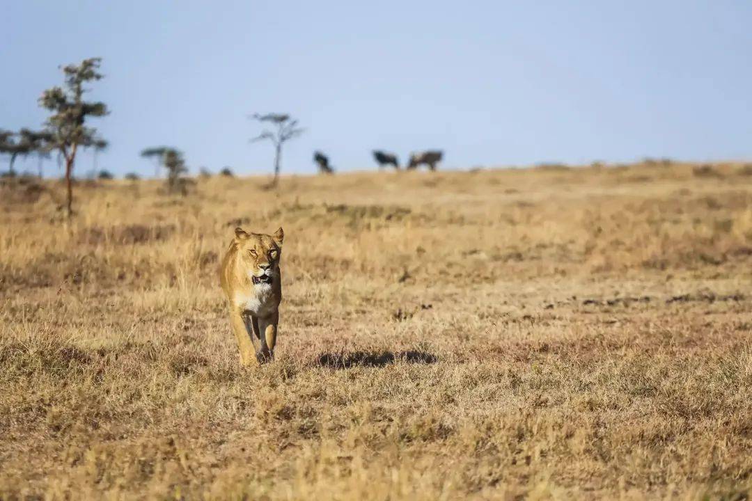 从重庆到非洲,跨越万里和狮子做朋友_星巴_保护_工作