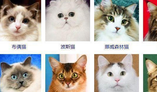 猫有哪些品种带图片名字
