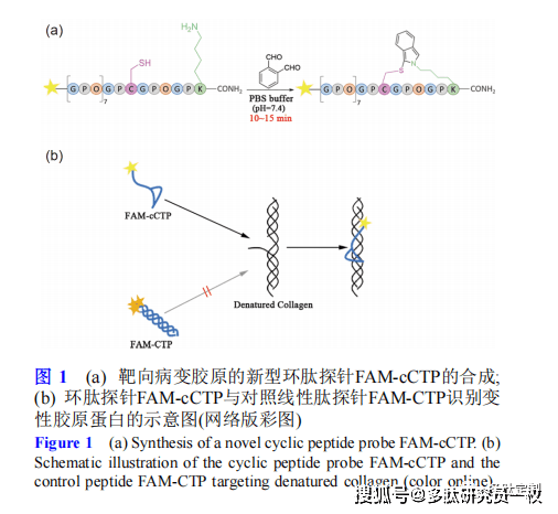 新型熒光環肽探針用於病變膠原蛋白的靶向檢測_組織_中國_結構