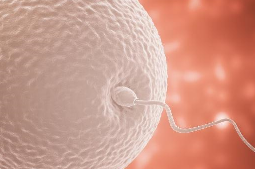 抓住"这3天","好孕"可能会降临_女性_排卵_时间