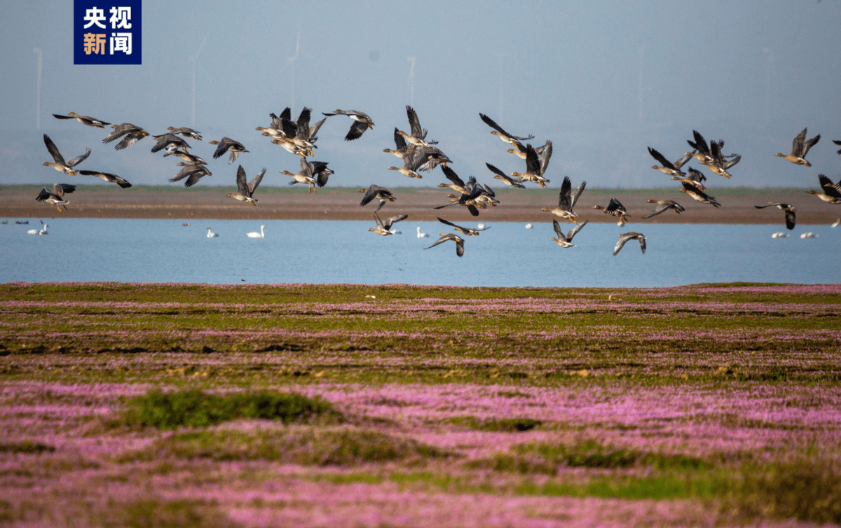 快跌破10米,鄱阳湖水位大降!靠三峡水库放水?