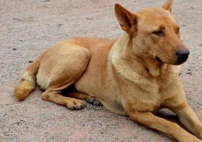 农村狗贩子的理想!_阿新_大爷_装修