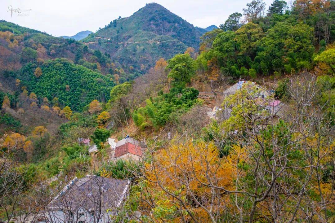 大峽谷旁,有個村莊終日和金錢松為伴,深秋風景著實迷人_董嶺村_農家樂