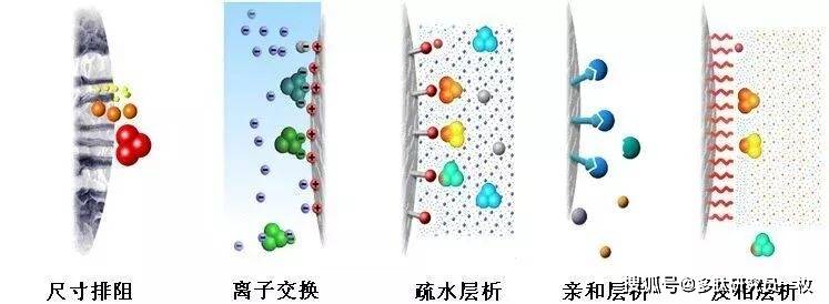 凝膠過濾與多肽純化技術的要點!_蛋白_分子量_進行