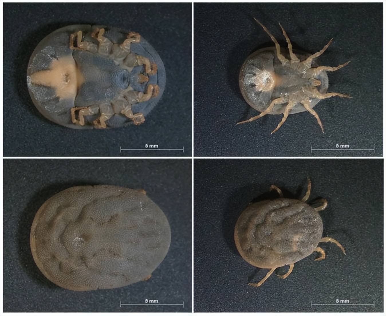 蜱虫作为非瘟自然宿主,在非瘟防控中需引起重视_传播_循环_病毒