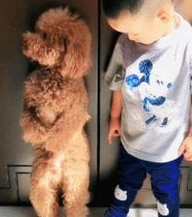 狗子三兄弟被罚站，主人：知错了吗？狗子：错是什么，不存在的。
