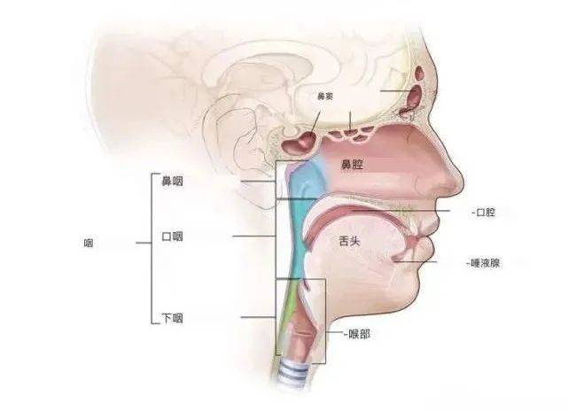 预警 这些身体信号可能是头颈部肿瘤的征兆