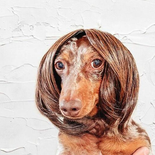 当狗狗们戴上假发,惊喜还是惊吓?网友:就像开了美颜