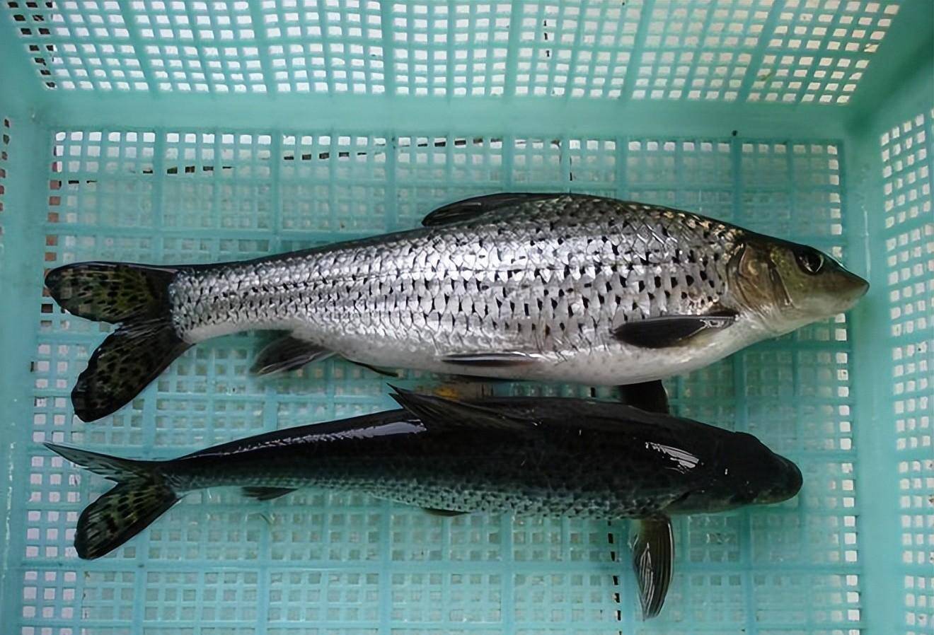 安徽男子钓到了一盆"小杂鱼",让不少网友羡慕不已_赵先生_子鱼_因为