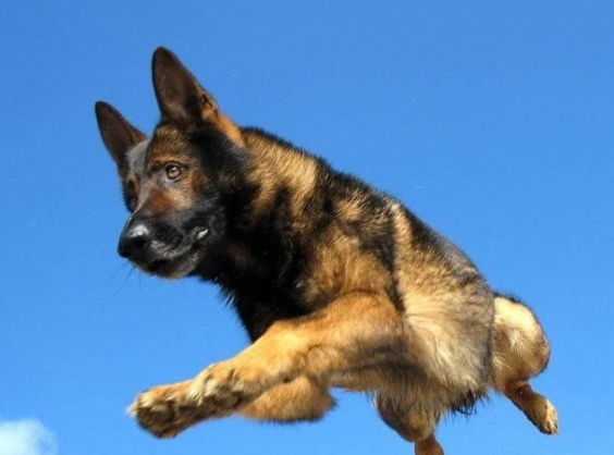 二战军犬亲眼目睹主人被害，5年后遇凶手，咬破对方喉咙中弹身亡 