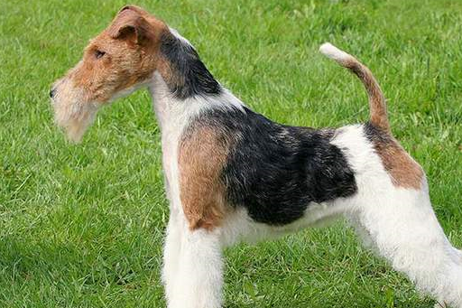 寻根问祖系列(90):刚毛猎狐梗(wire fox terrier)_毛发_皮毛_认可