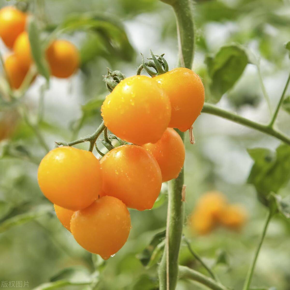 这些品种的特点是什么?了解下吧!_巧克力_口感_夏日阳光