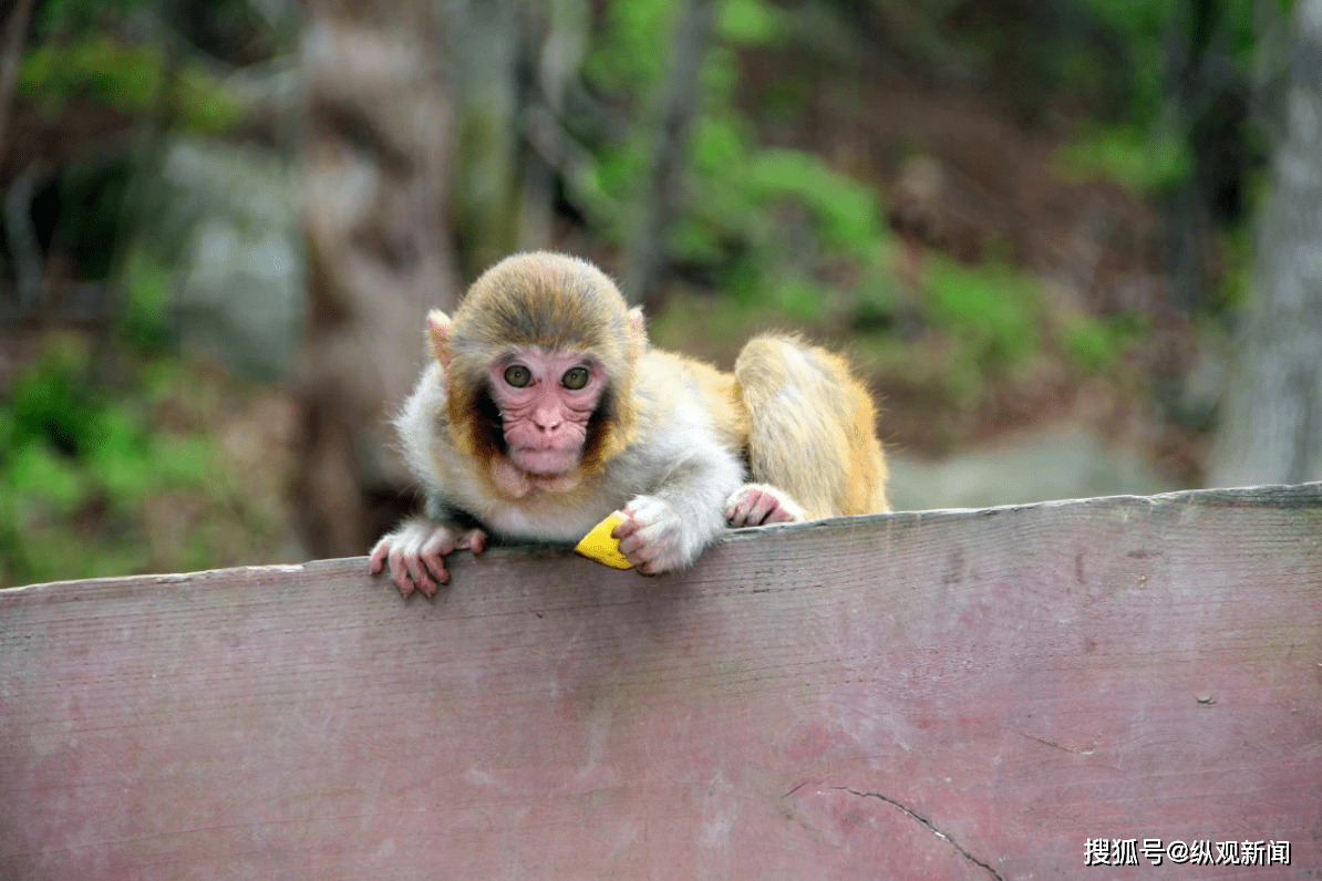 宝天曼惊现驯化"猕猴"野味十足_自然保护区_种群_中原地区