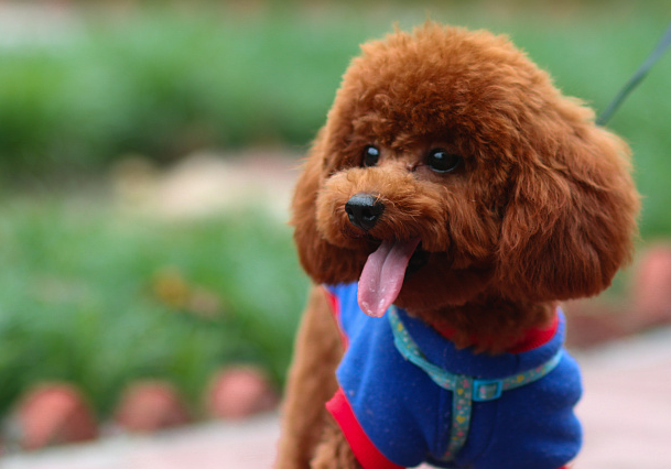 泰迪能做到这6点,说明它"长大"了!_主人_小时候_狗狗