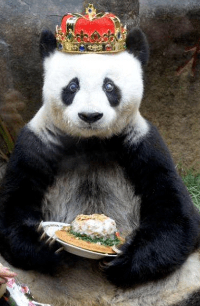 不同于圈养熊猫,巴斯因自幼在自然界生长,身上表现出旺盛的野性和运动