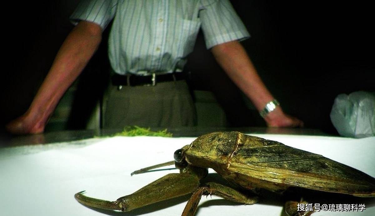 《盗墓笔记》中的神秘生物尸蟞