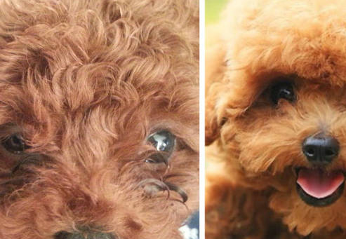 泰迪泪痕严重怎么治?_狗狗_毛发_眼睛