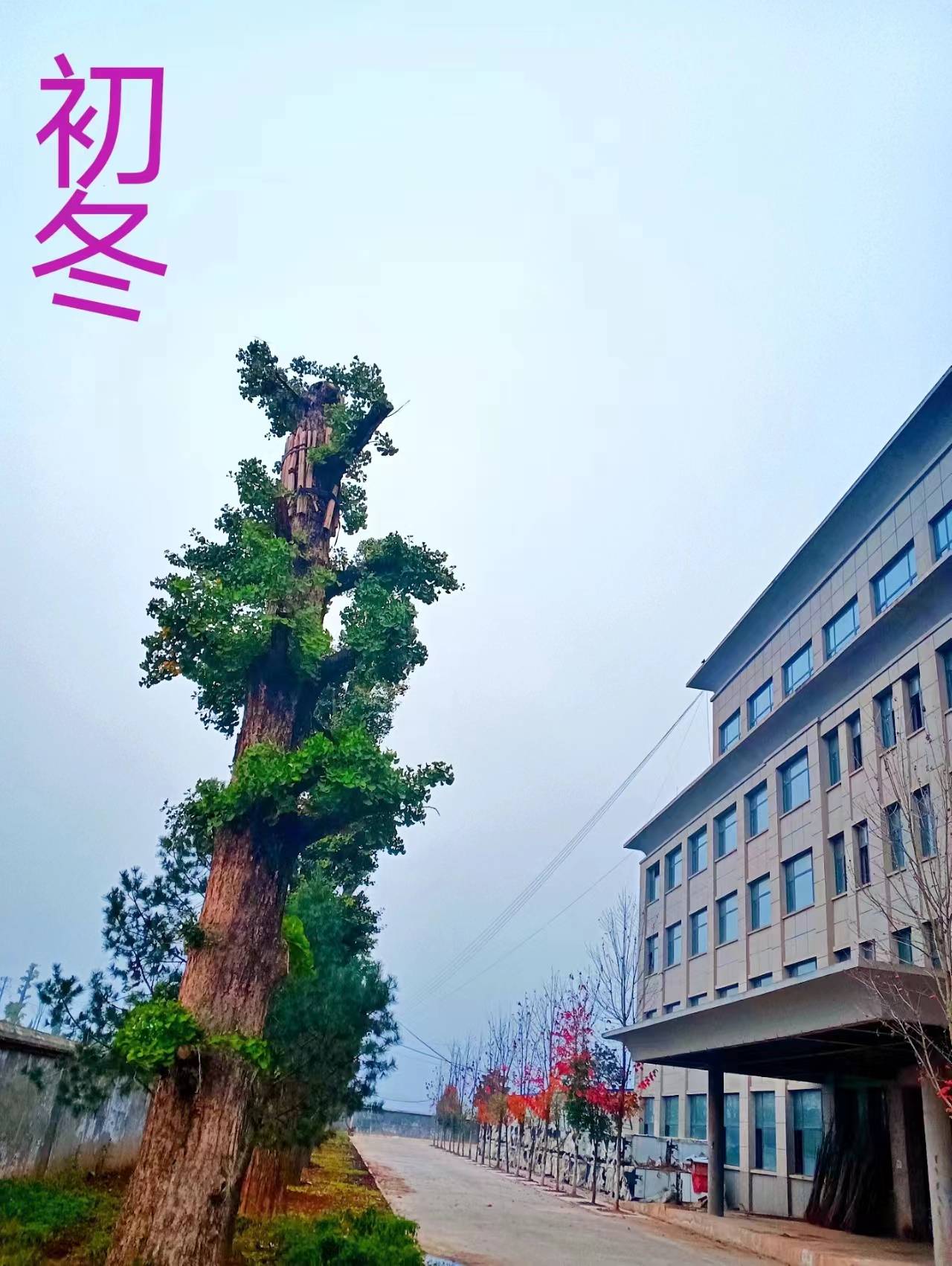 凉风呼嘨过眼前我问暖春何日还飘逸枯枝舞愁肠初冬萧风落叶黄初冬只添