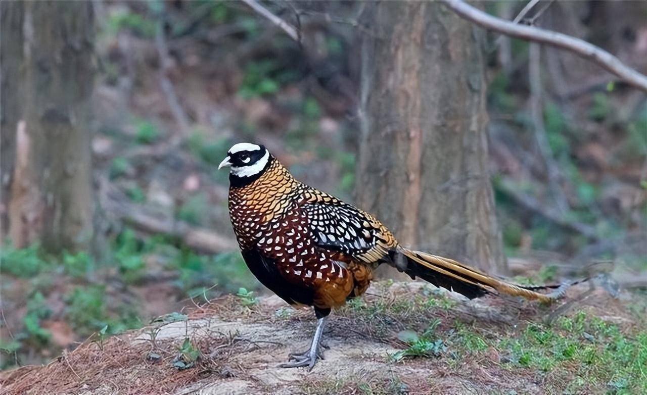河南董寨现野生长尾鸡,被人驱赶都不愿挪窝,还会跳起来攻击人_游客