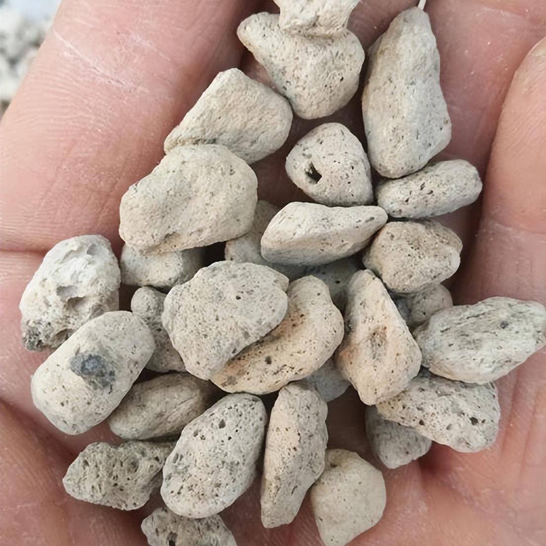 太平洋出现大量浮石,覆盖面积达136.