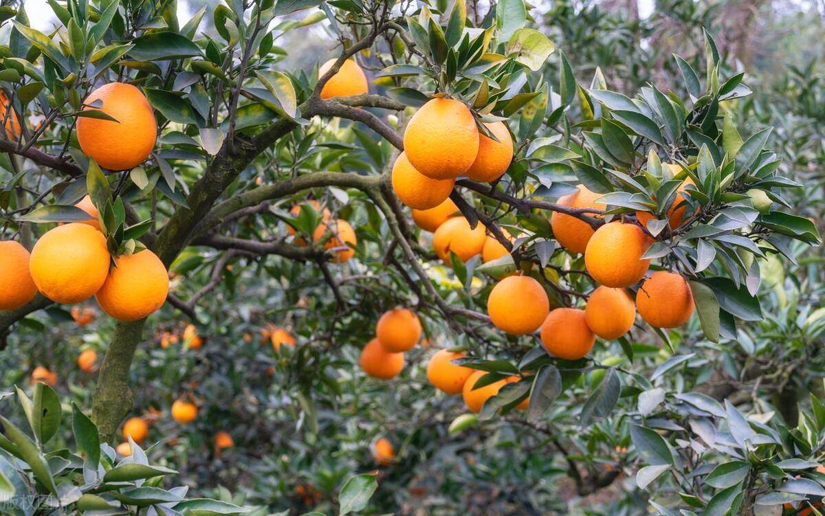 配餐水溶肥—脐橙效果案例_反馈_产品_种植户