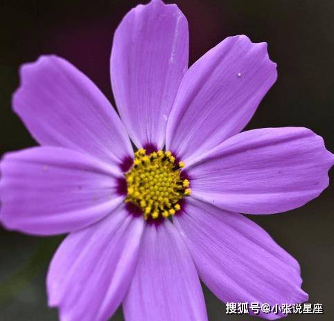 未来一周,4属相贵人相助,桃花朵朵,事业顺利,生活如意_生肖_工作_财运