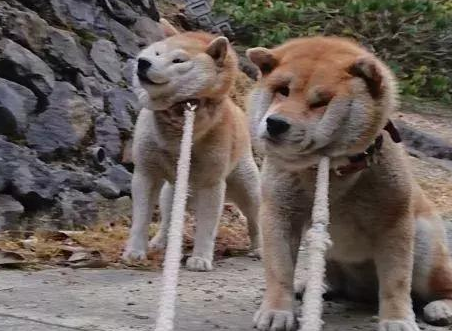 拽都不肯走走到半路突然坐下不动狗狗就会开始耍无赖卖萌撒娇就像有