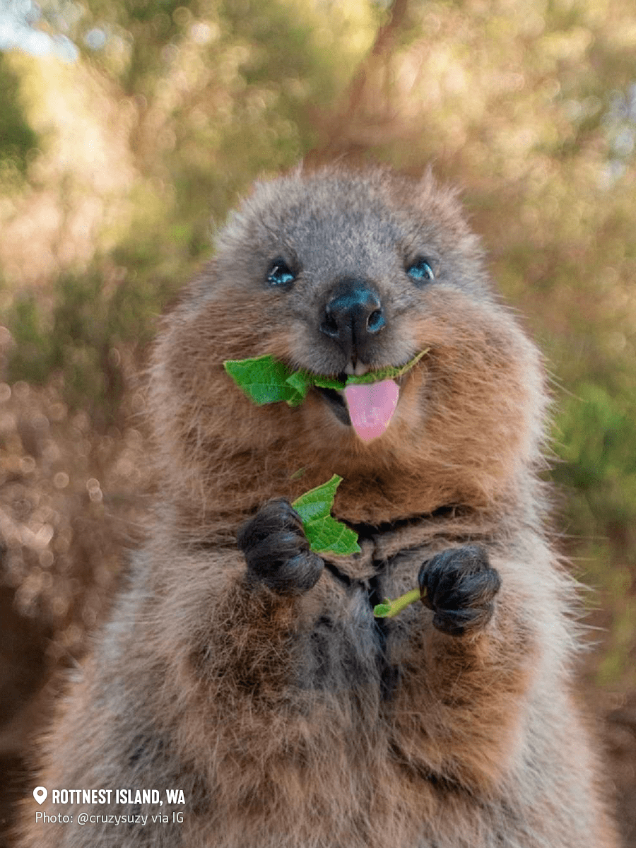 集结啦～有袋动物迷们!_生活_澳大利亚_大陆
