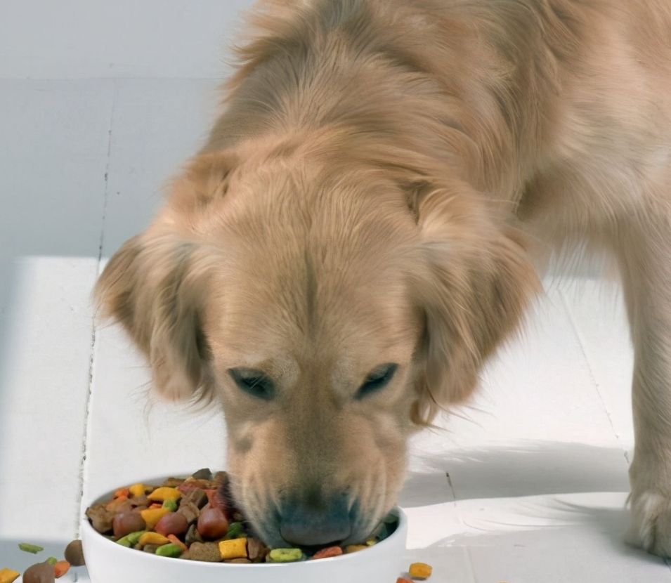 餵食剩飯剩菜或者是狗糧金毛犬是屬於中大型犬,它們的食量是比較大,吃