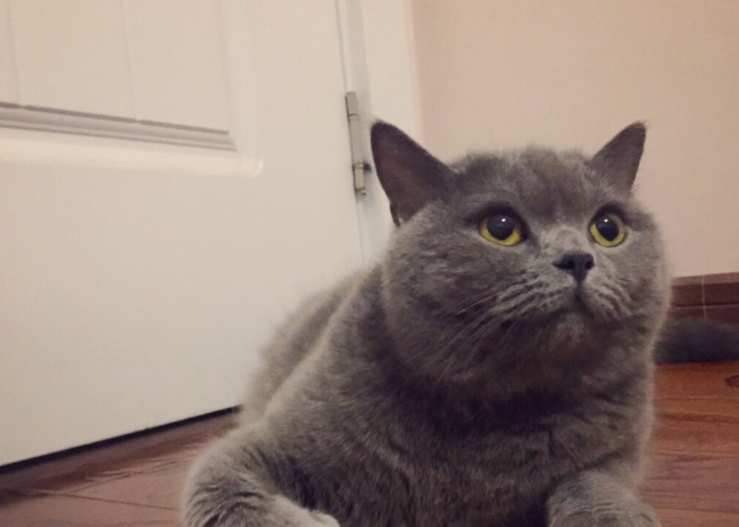 英短颜色这么多,为何蓝色最多人养?原来真相是这样的_蓝猫_因为_技术
