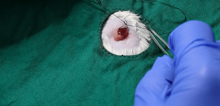 小鼠腹腔注射肿瘤细胞图片
