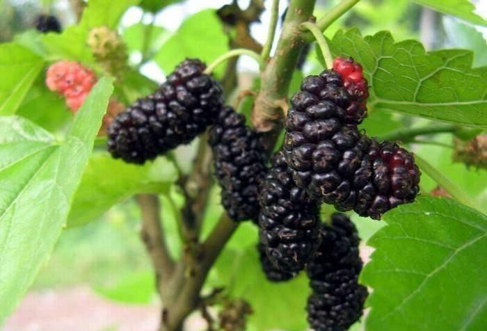 晚上吃几点零食,白发变黑,皮肤饱满,保护肝脏,早吃有好处_桑葚果_水果