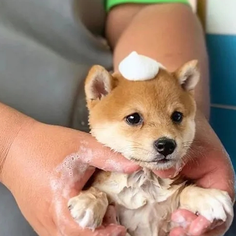 一般柴犬多少钱?_预算_价格_渠道