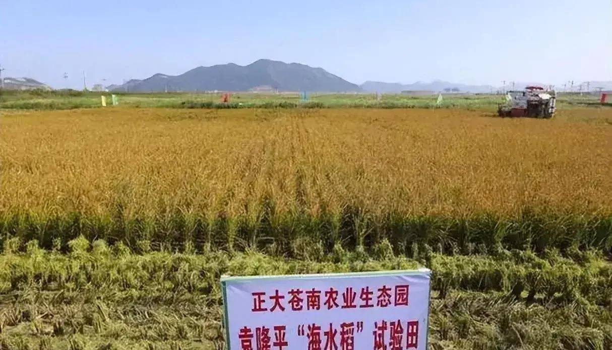 盐碱地产出的海水稻,口感难吃还要种超百万亩,国家到底有何计划(图3) 盐碱地产出的海水稻,口感难吃还要种超百万亩,国家到底有何计划(图3)