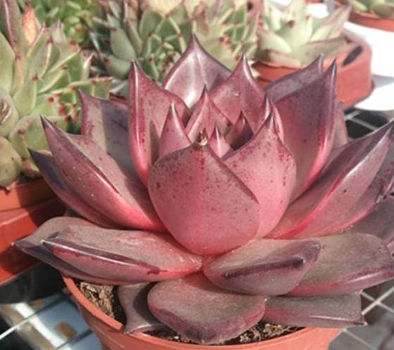 多肉植物中的情侣,罗密欧朱丽叶,东云系代表,大型多肉颜色漂亮_叶片