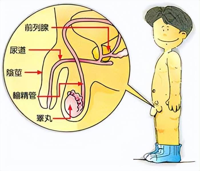 重要器官为何不保密